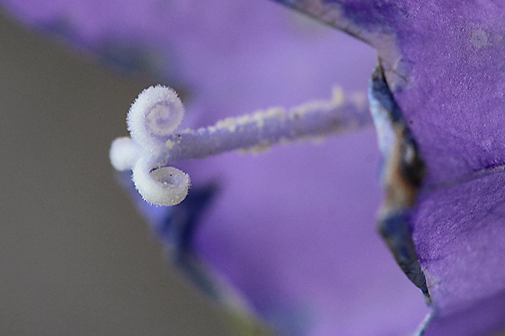Campanula cochleariifolia